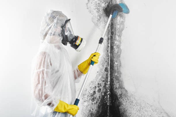 Best Basement Mold Removal  in Gananda, NY