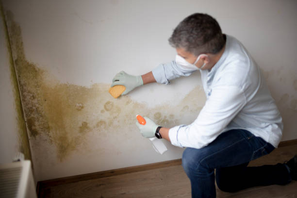 Best Mold Prevention Services  in Gananda, NY